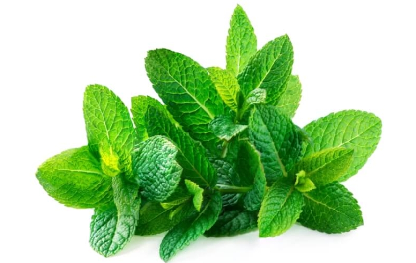 النعناع للمرضع