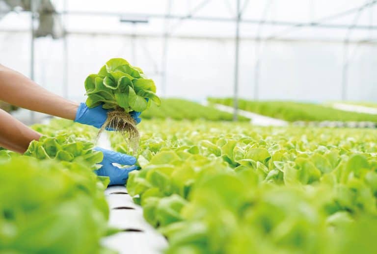 مشروع الزراعة المائية.. ثورة خضراء تُنيرُ طريق المستقبل