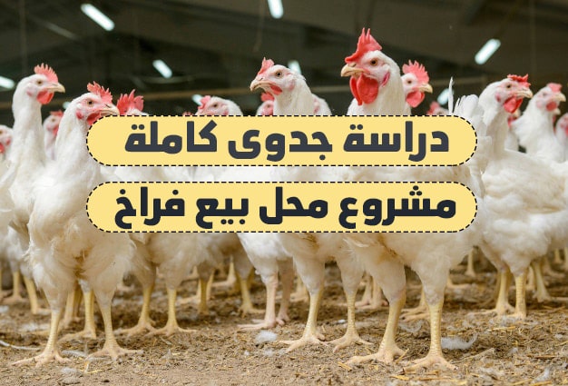 دراسة جدوى مشروع محل بيع فراخ (المواد والخامات التي تحتاجها)