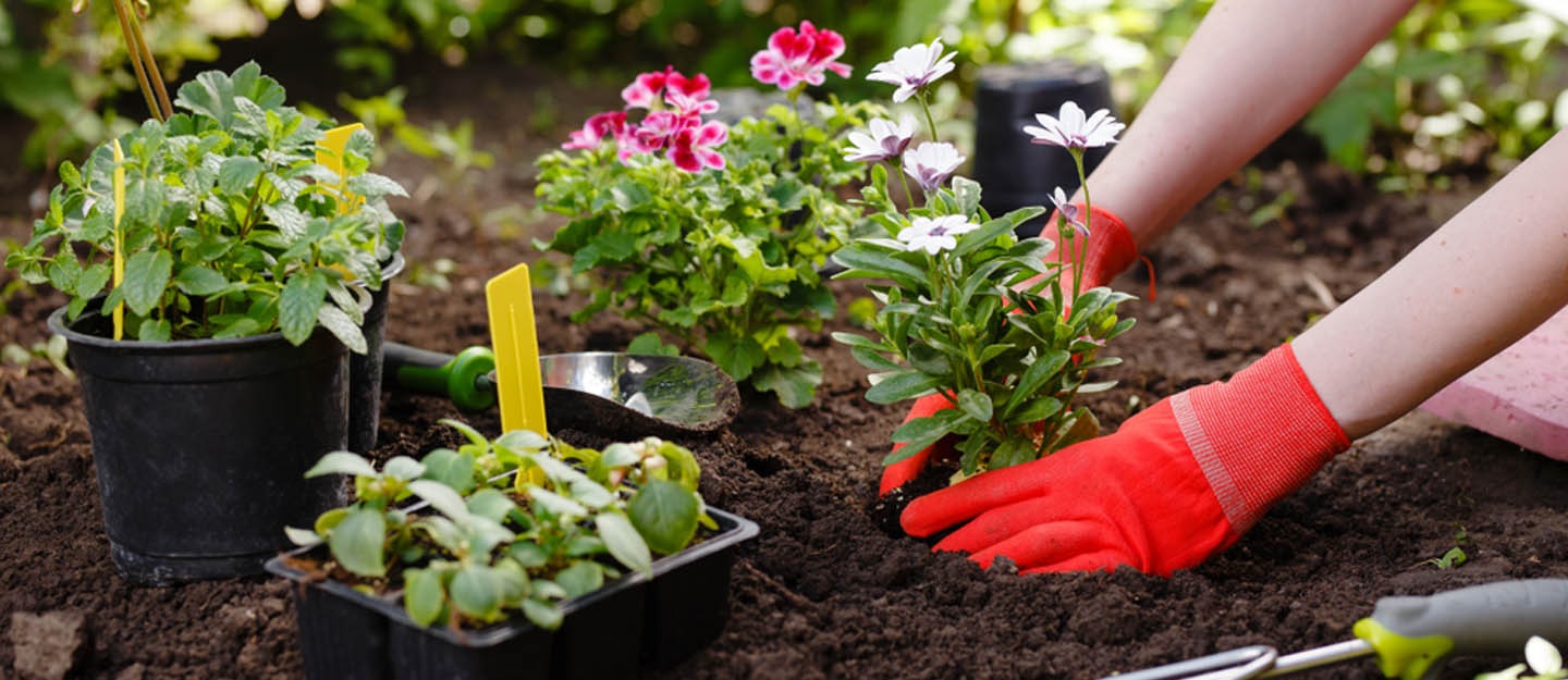 دليل المشاتل في دبي