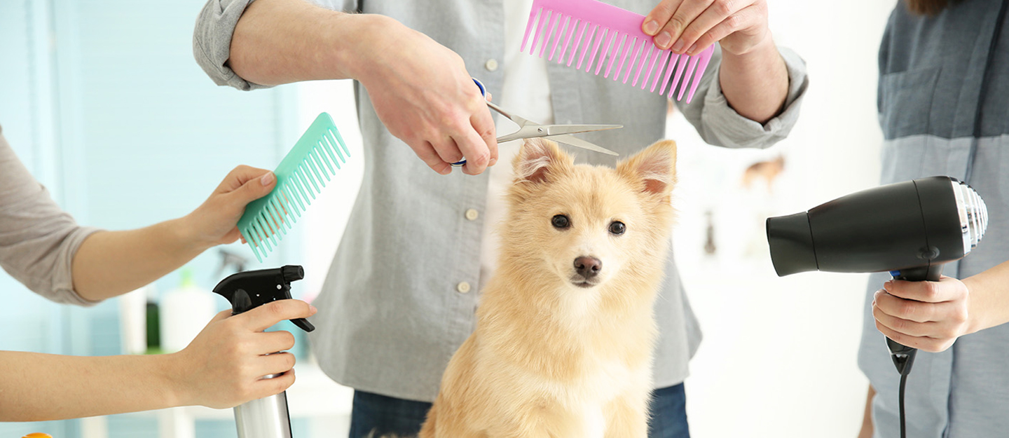 مراكز العناية بالحيوانات الأليفة في دبي